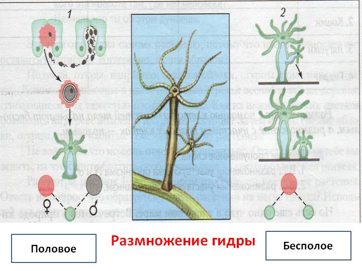 Не зачисляются деньги на кракен